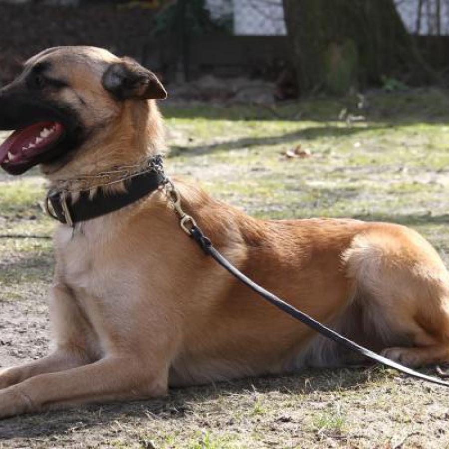 honden_foto-cb_001_1.jpg