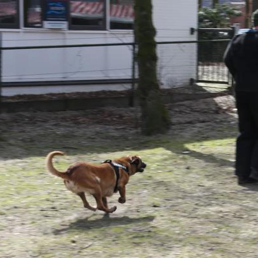 honden_foto-cb_041.jpg